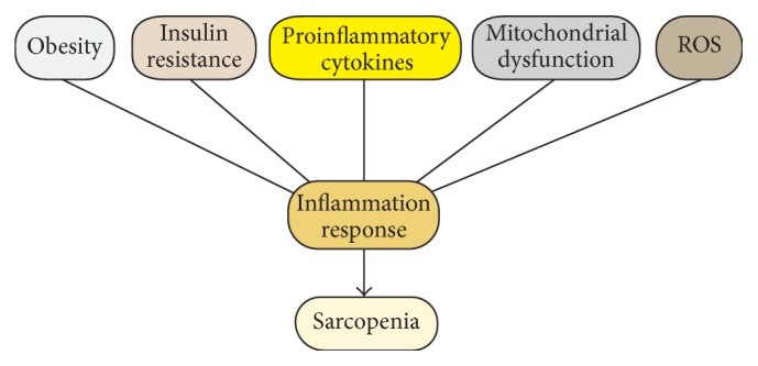 MicroRNA-Regulated Proinflammatory Cytokines in Sarcopenia (Fan et al., 2016)