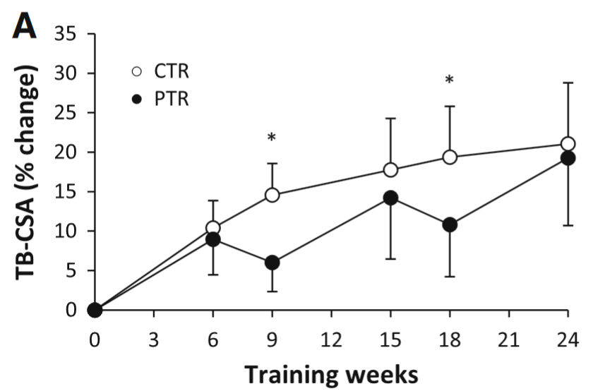 How muscle size changes during 3 weeks of detraining and 6 weeks of retraining.